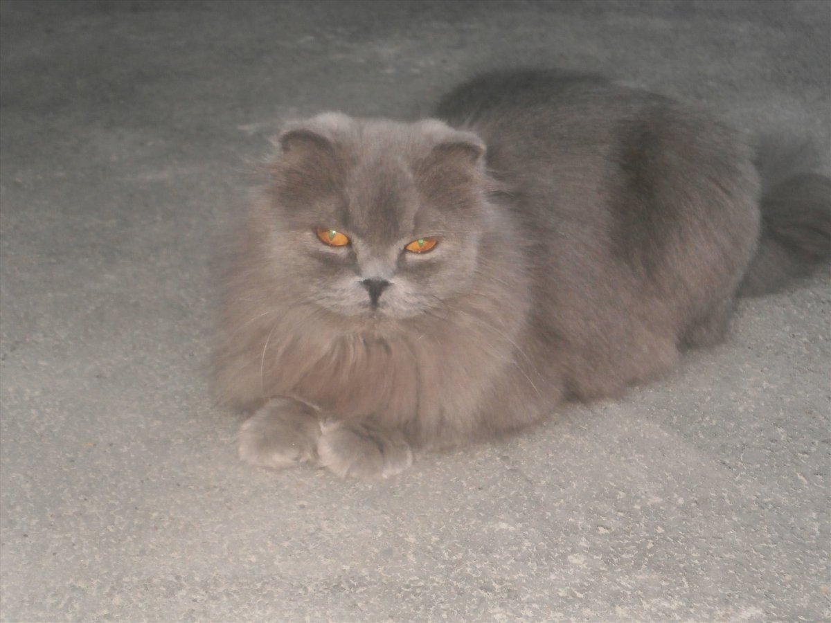 Породистые котята девочки