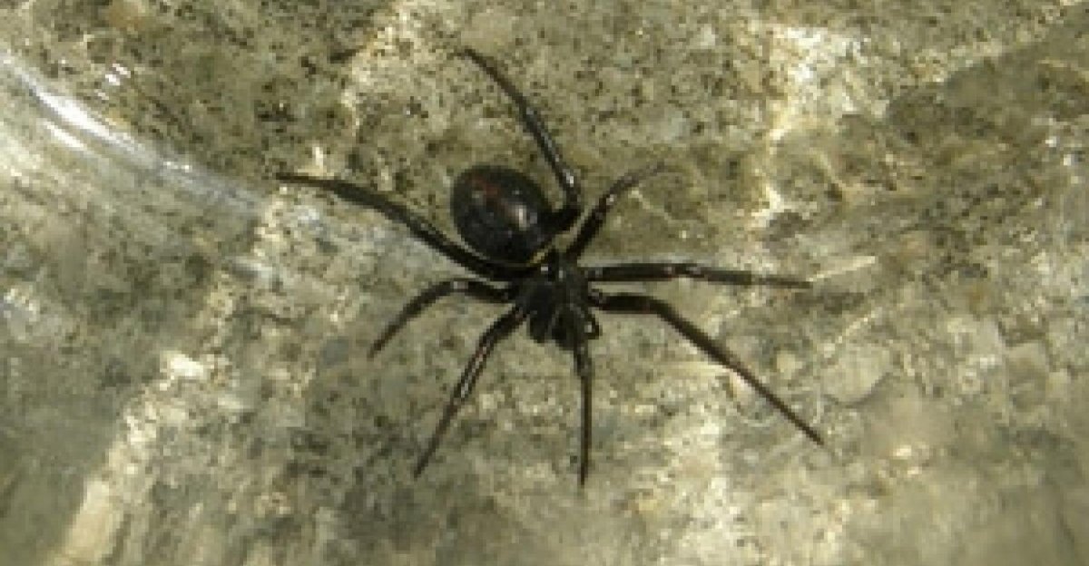 Явился паук