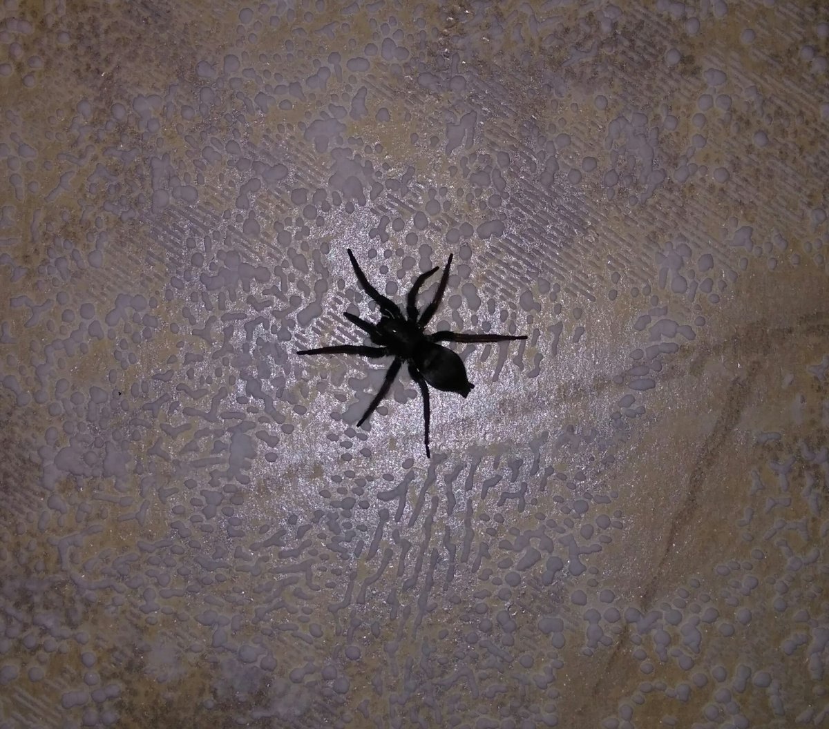 Паук который трясется