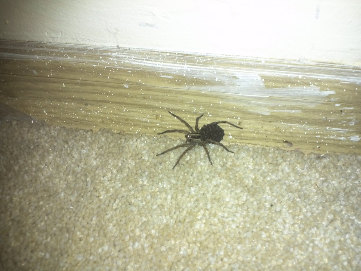 Погребной паук Крым