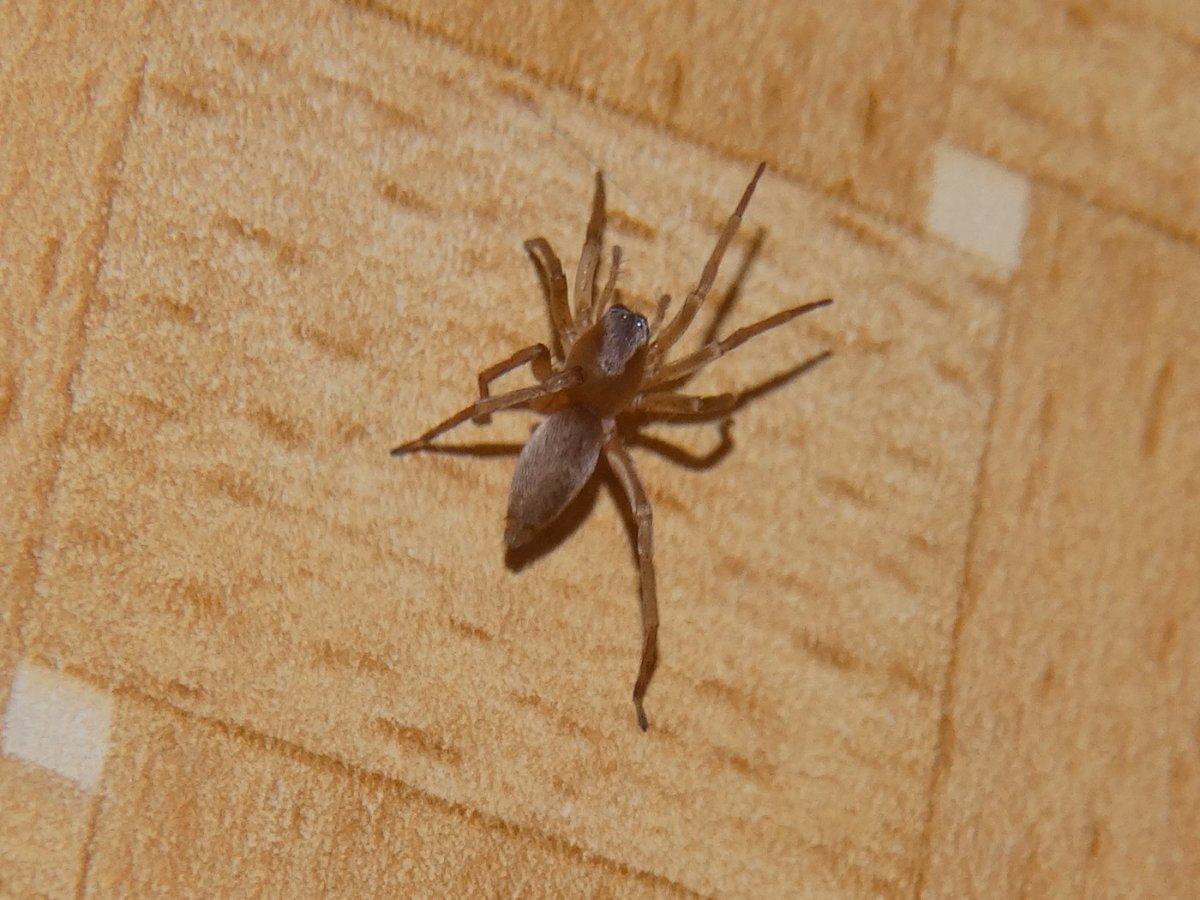 Пещерный паук-волк Кауаи