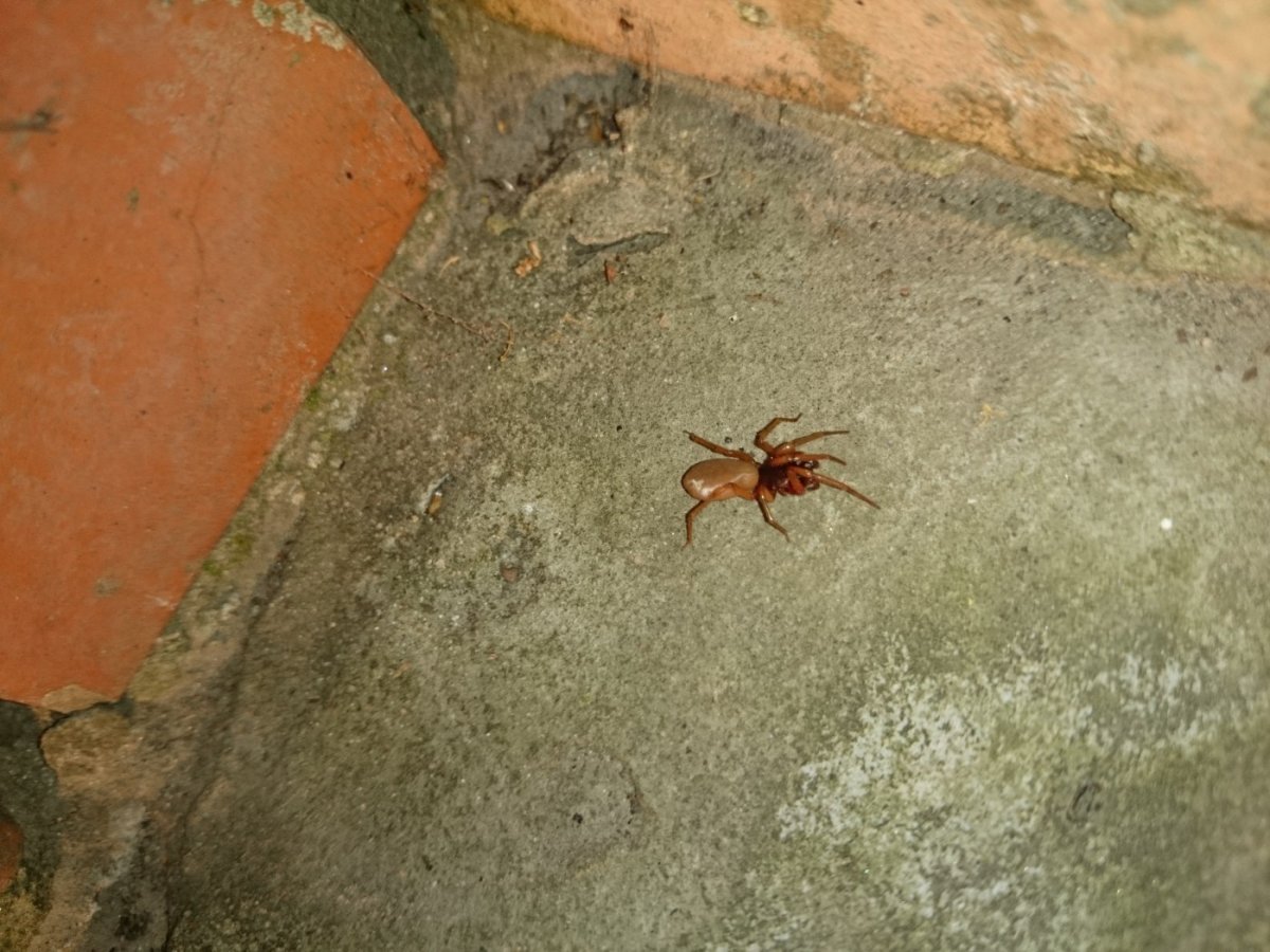 Чёрный паук Ткач