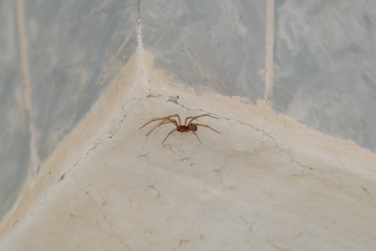 Mediterranean Recluse Spider