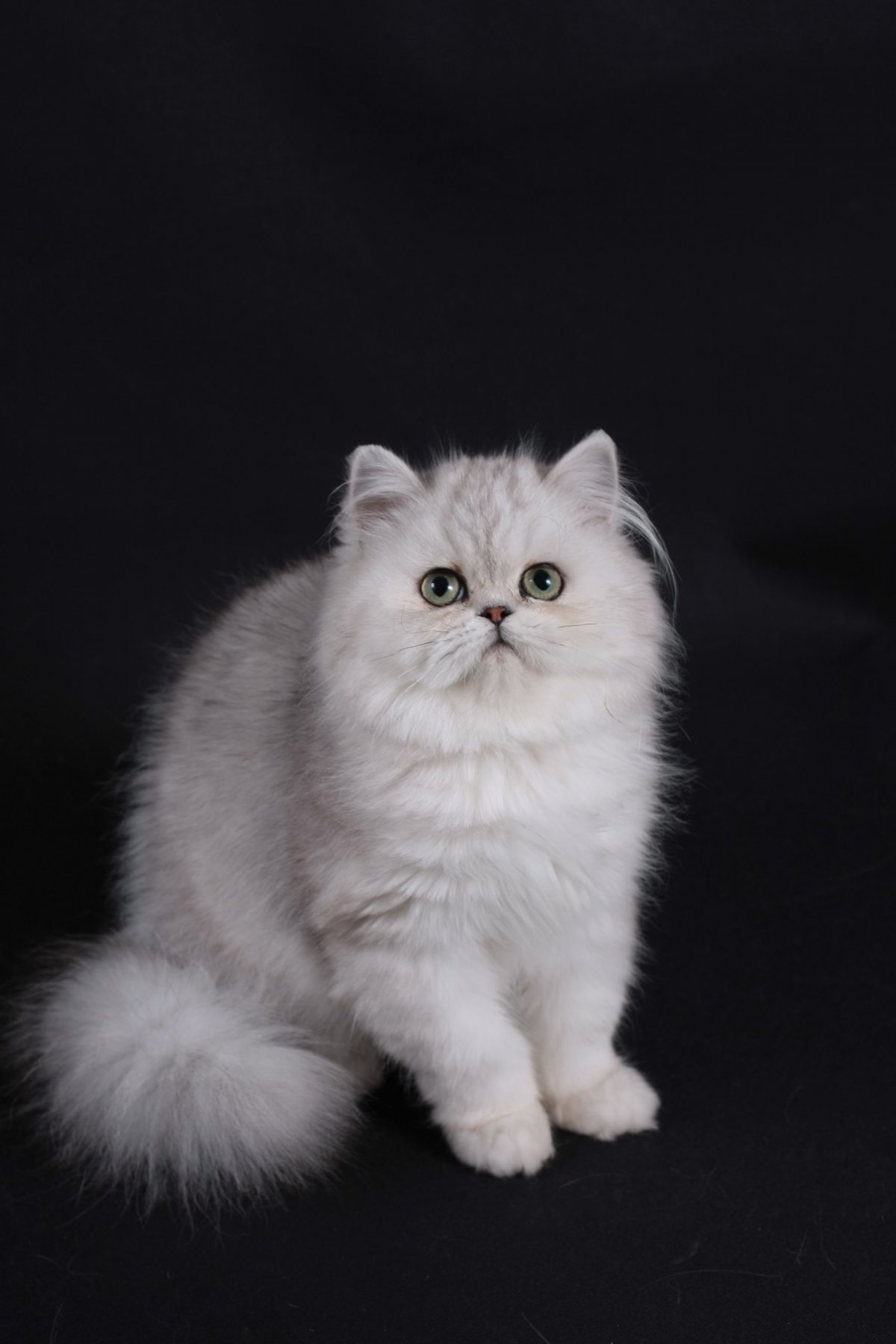 Ангорская шиншилла кошка