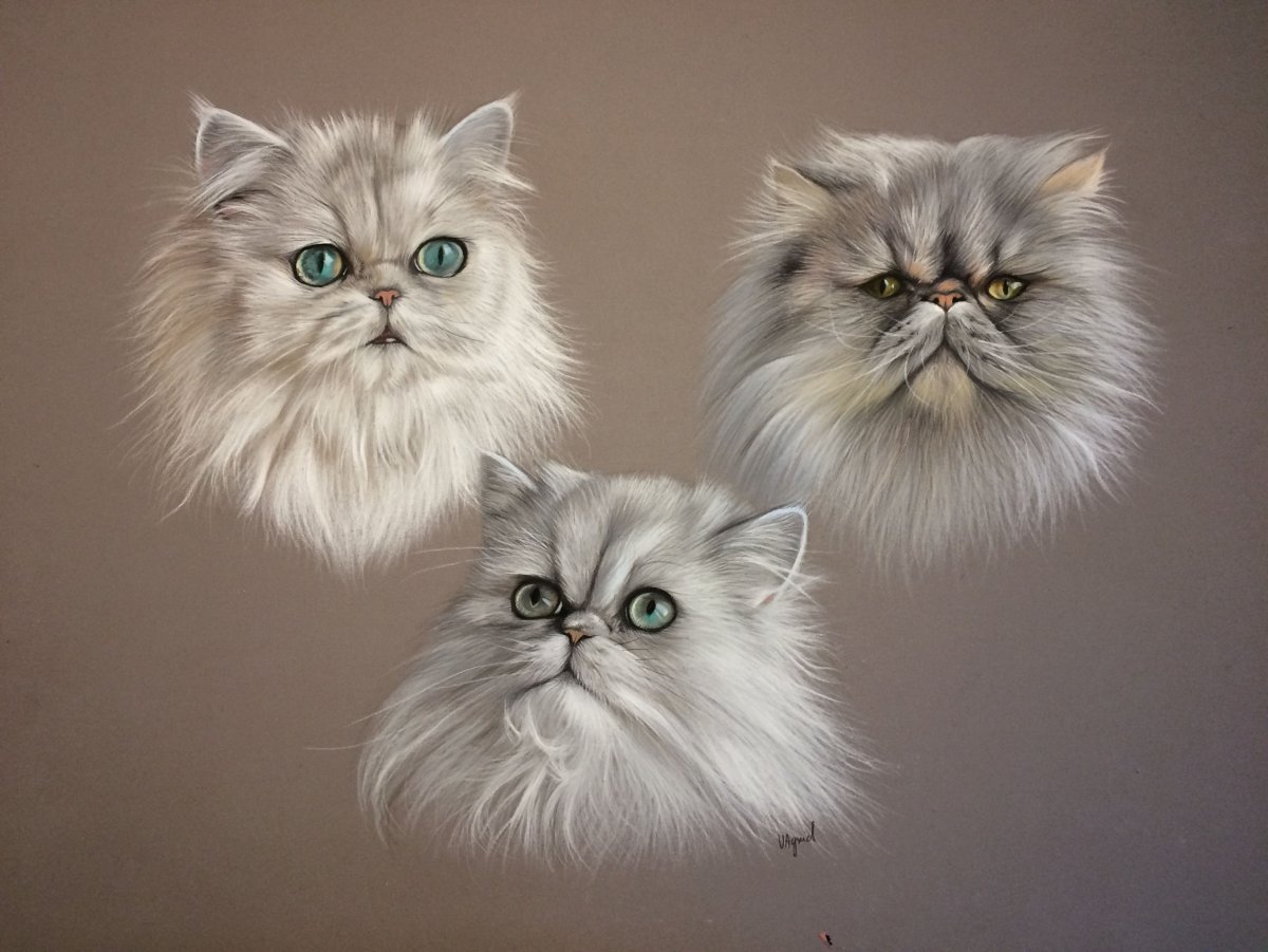 Персидская шиншилла Уилфред котенок