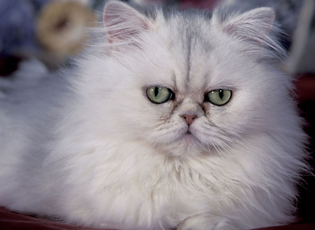 Самая пушистая порода кошечек