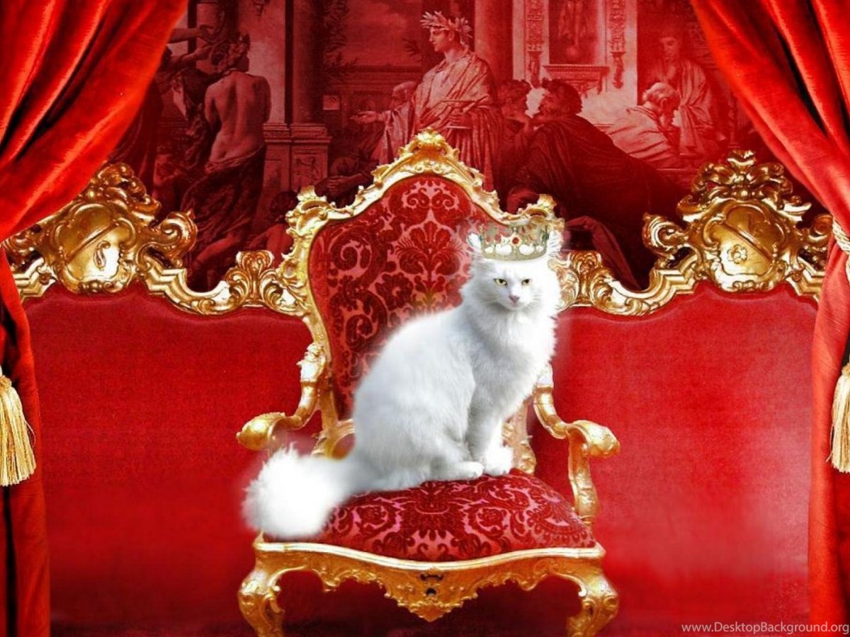 Гималайский персидский кот биколор