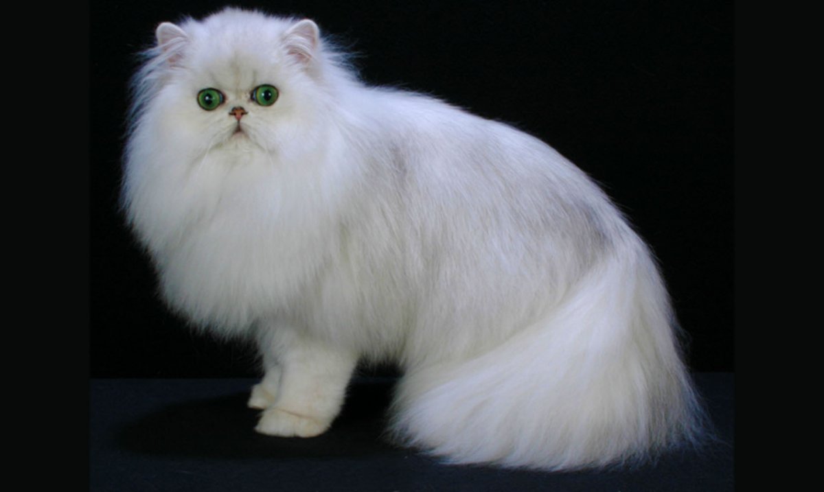 Персидская кошка