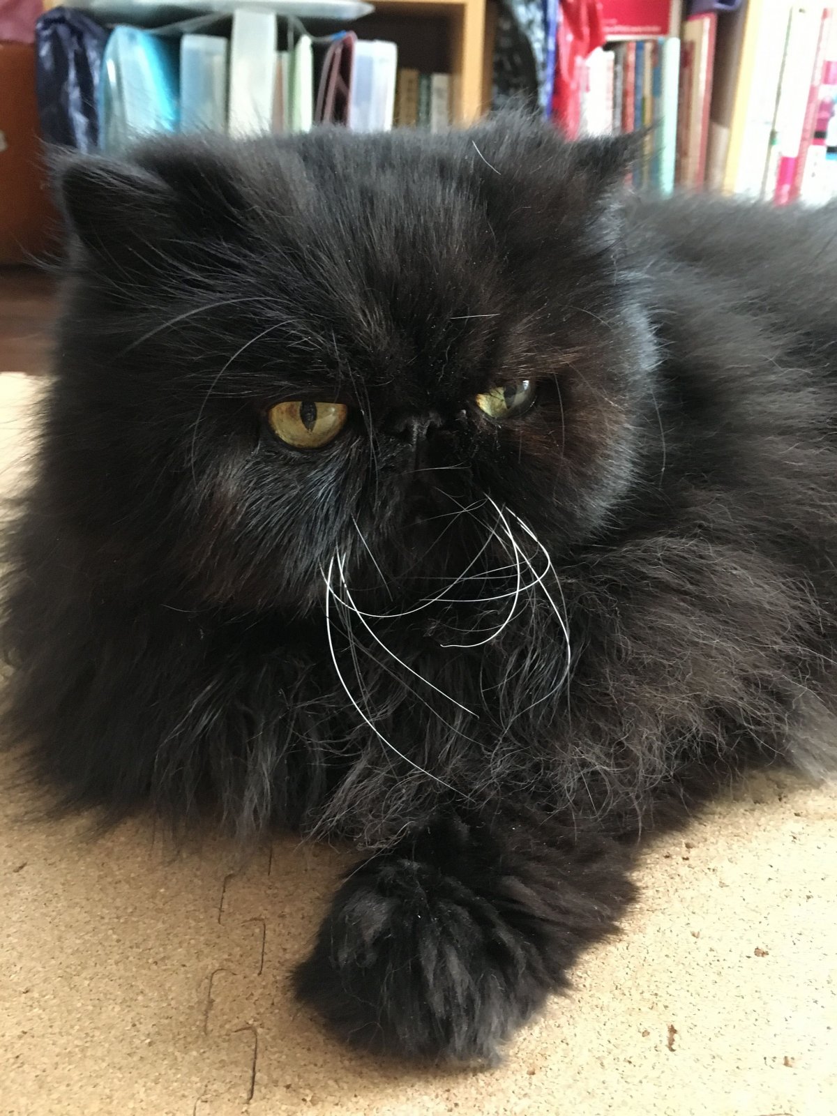 Персидская шиншилла кот