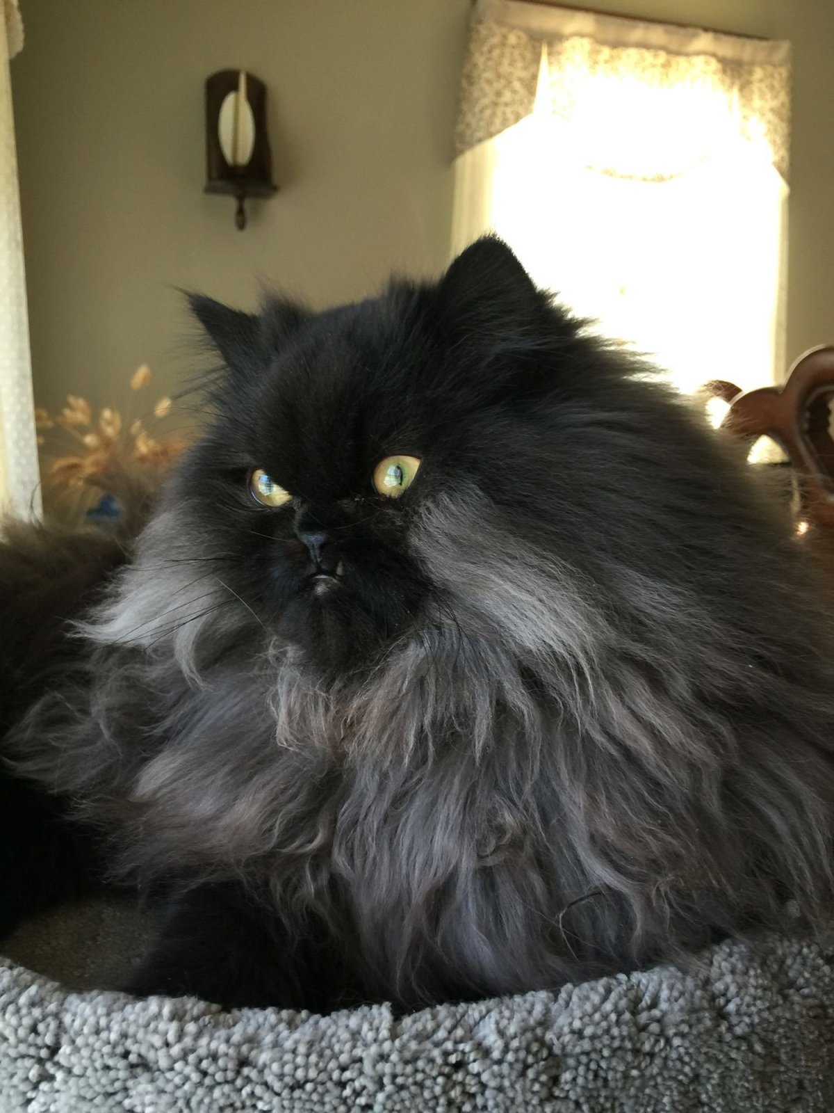 Рыжий персидский кот