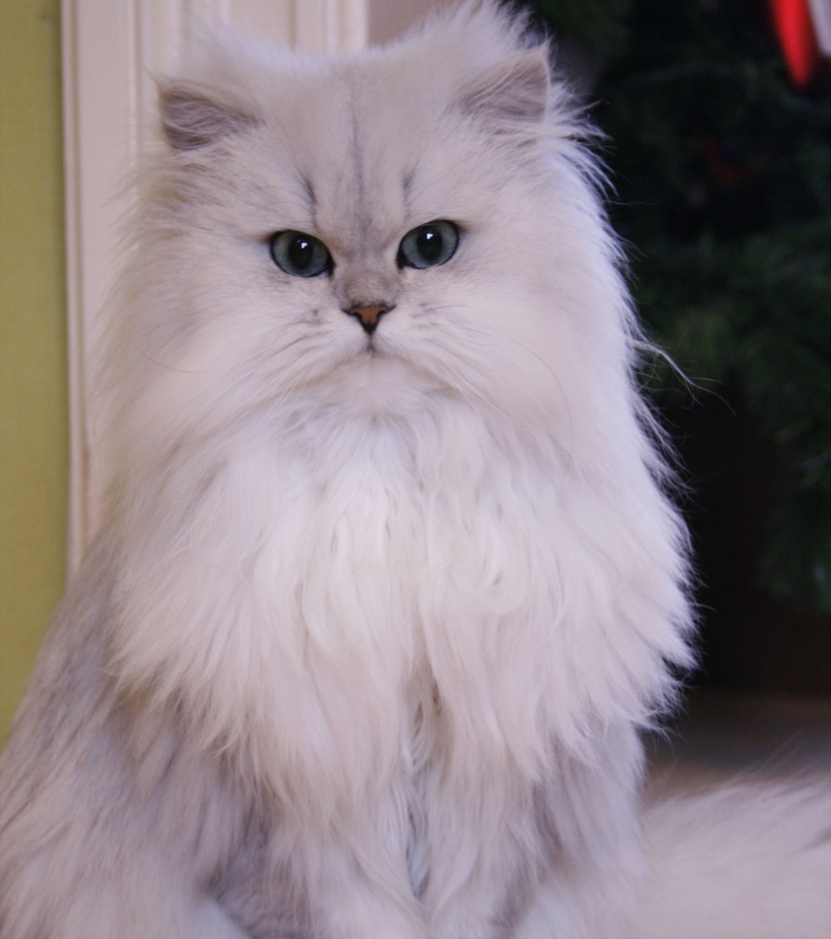 Шиншилла кошка