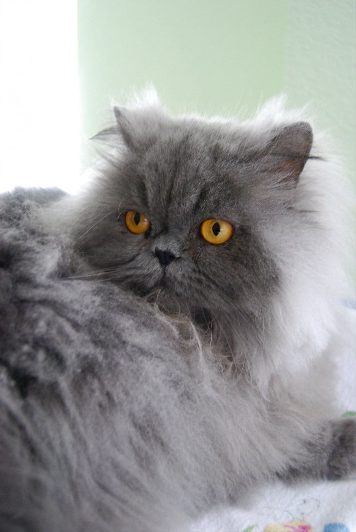 Экзот кошка длинношерстная