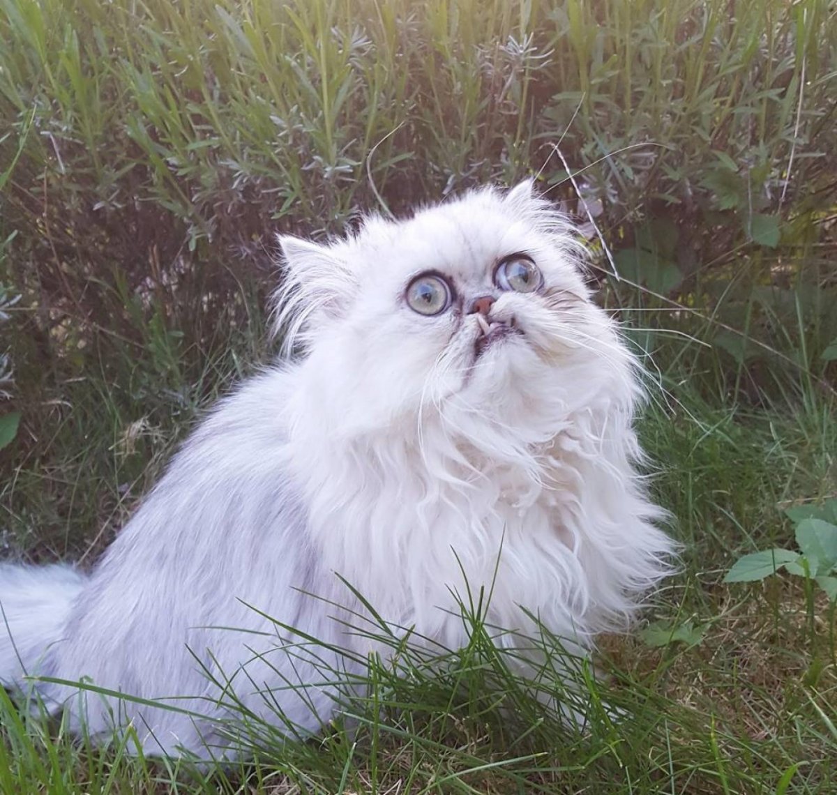 Гималайский перс l 8,8 см