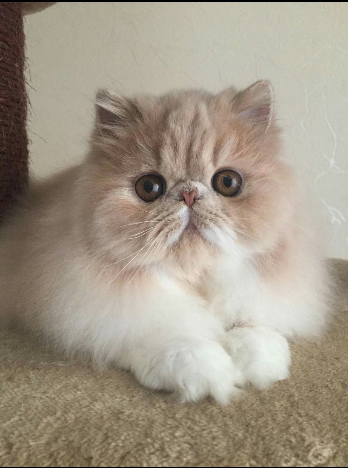 Котёнок персидский шиншилловая гималайская