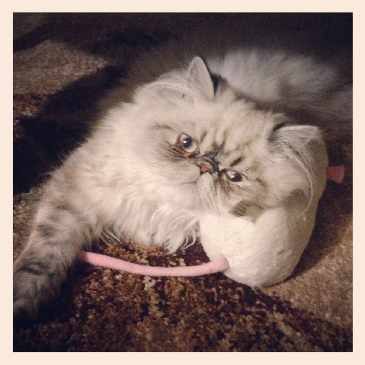 Барнаби персидский кот