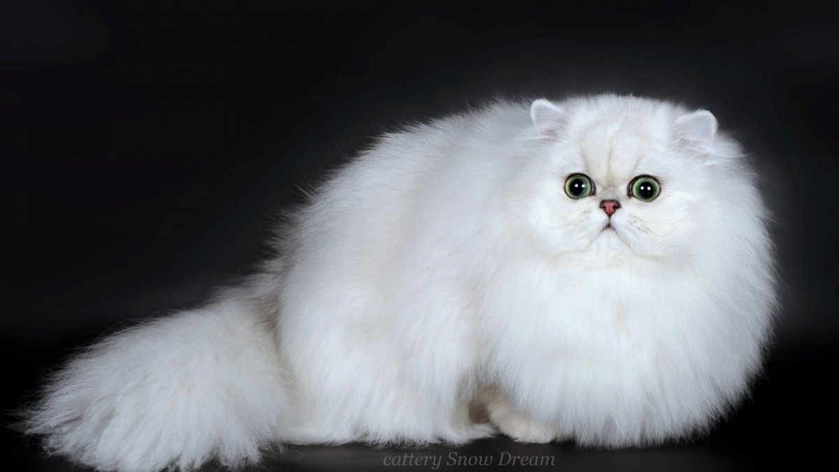 Персидская кошка