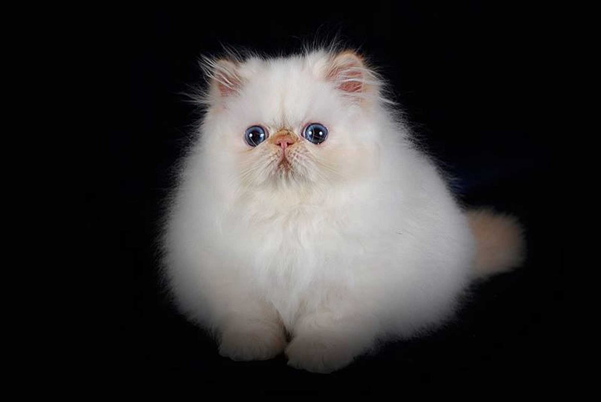 Хайлендер классический персидский кот