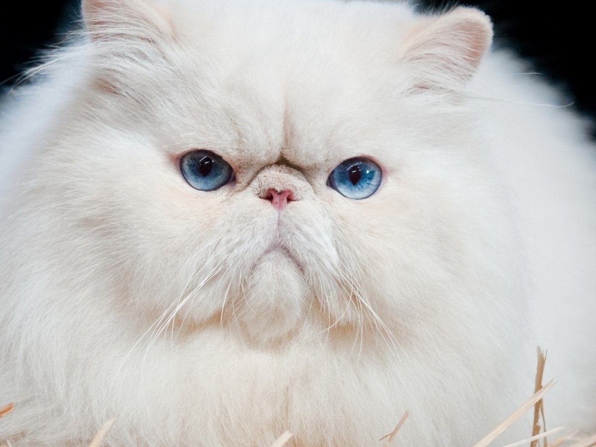 Персидская шиншилла Вилфред