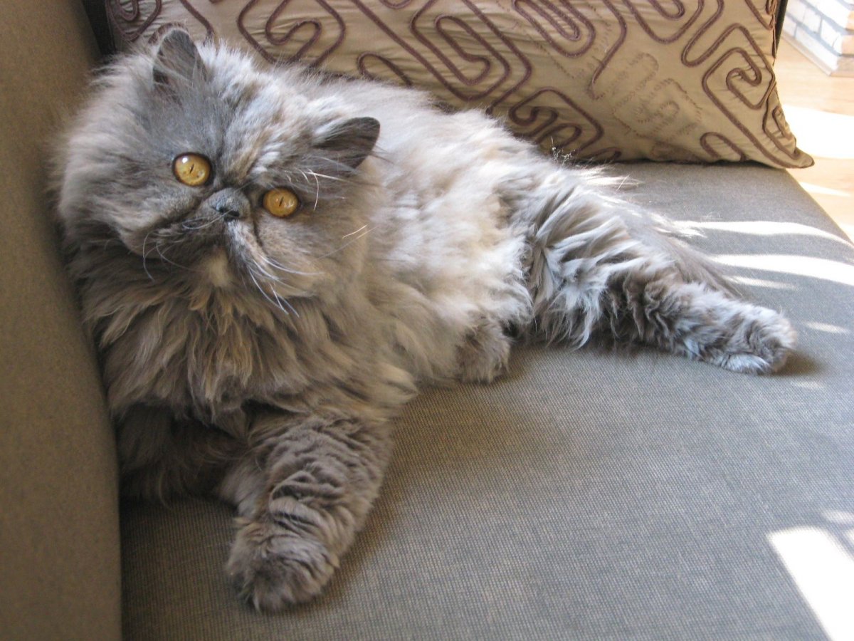 Белый и пушистый