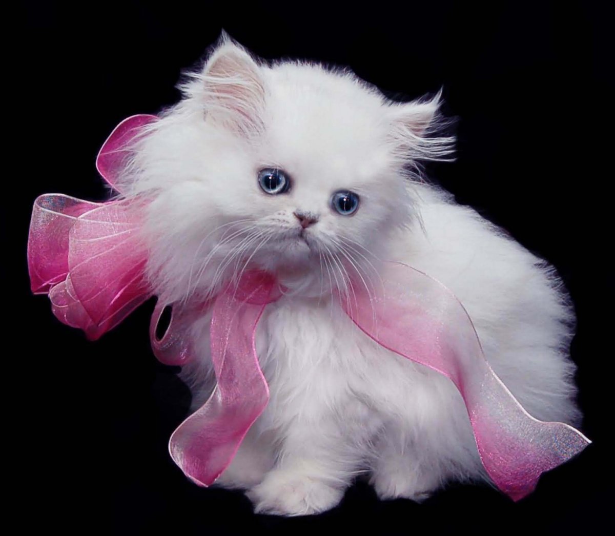 Персидская шиншилла