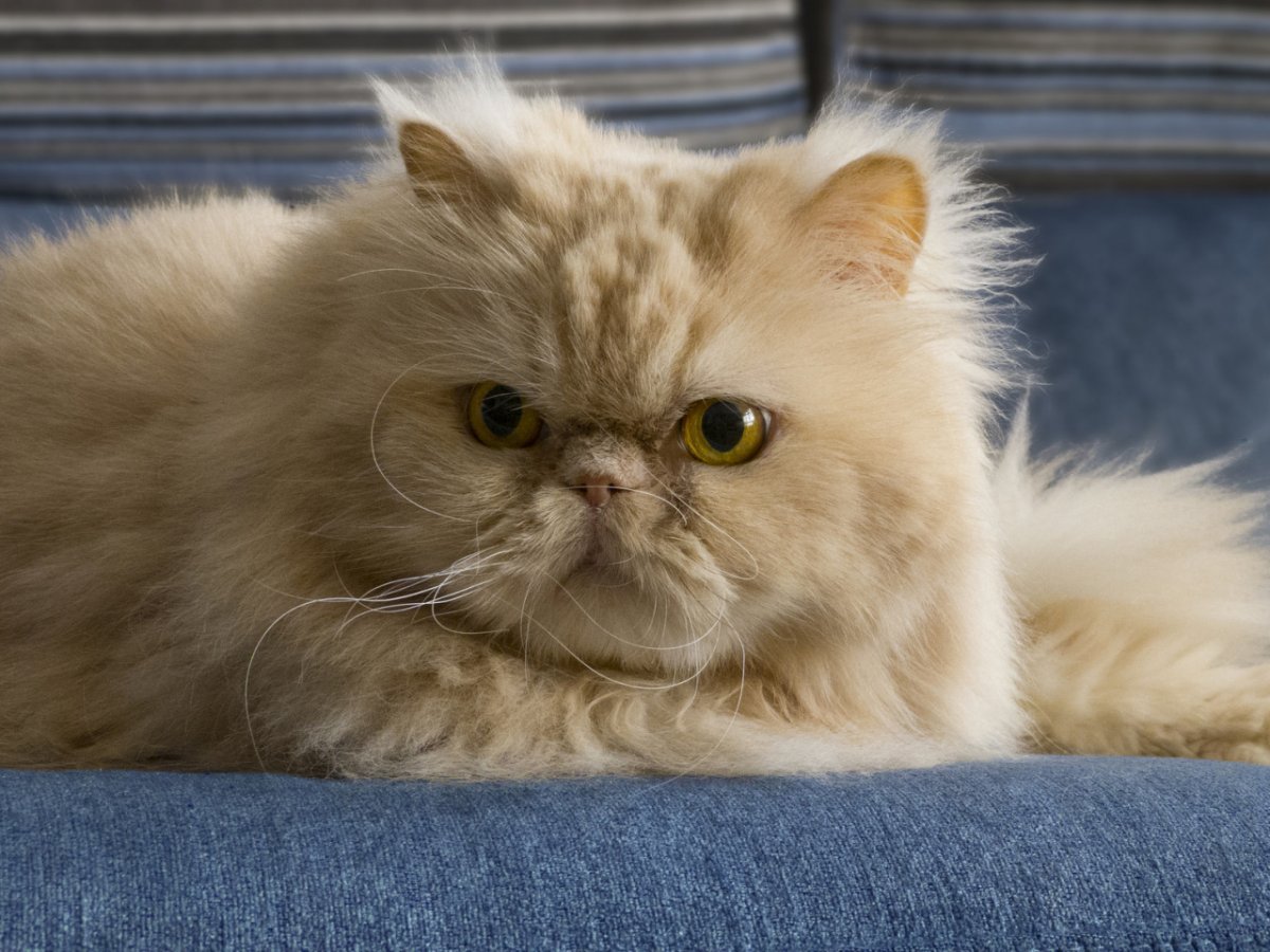 Гималайская Персидская кошка