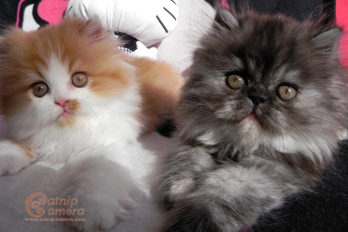 Нос персидской кошки