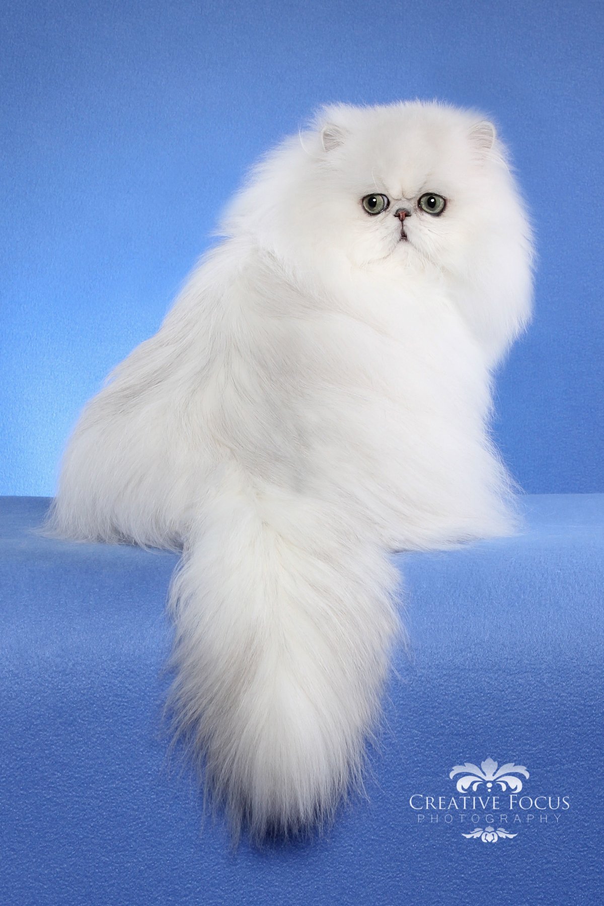 Кот в короне