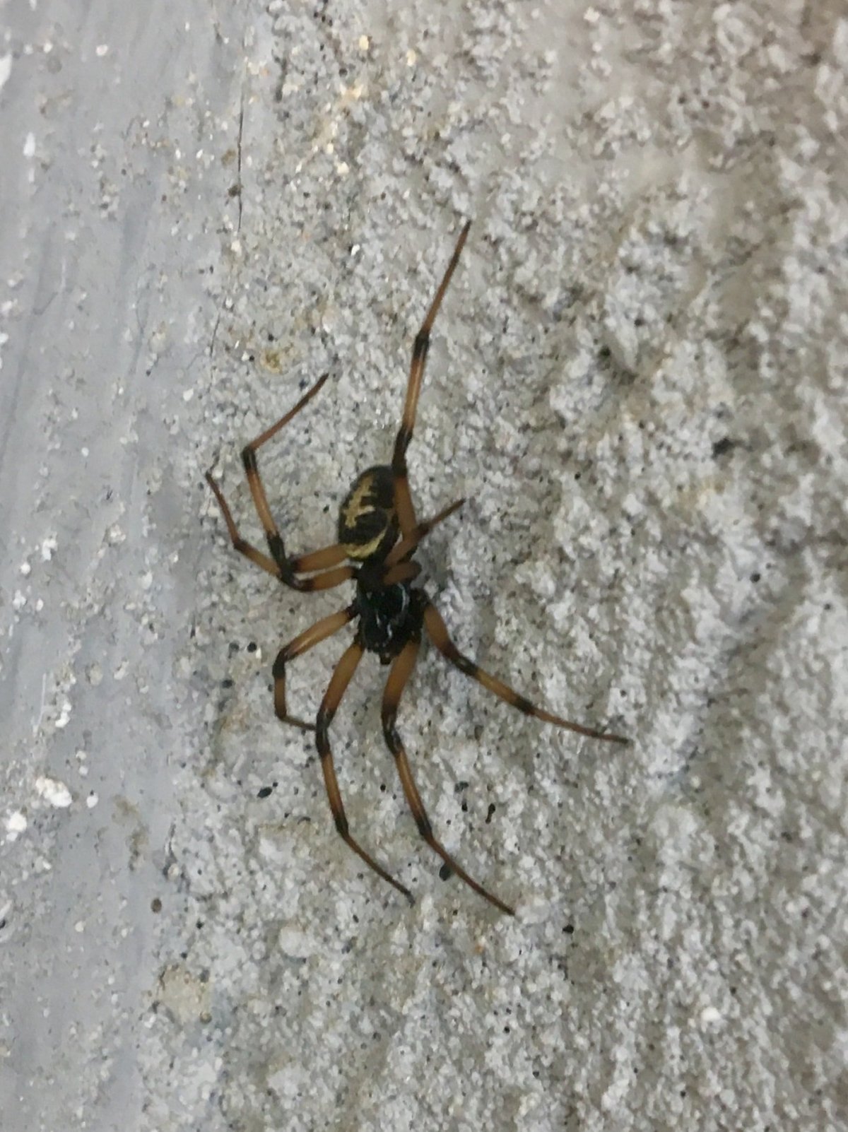 Паук сенокосец домашний