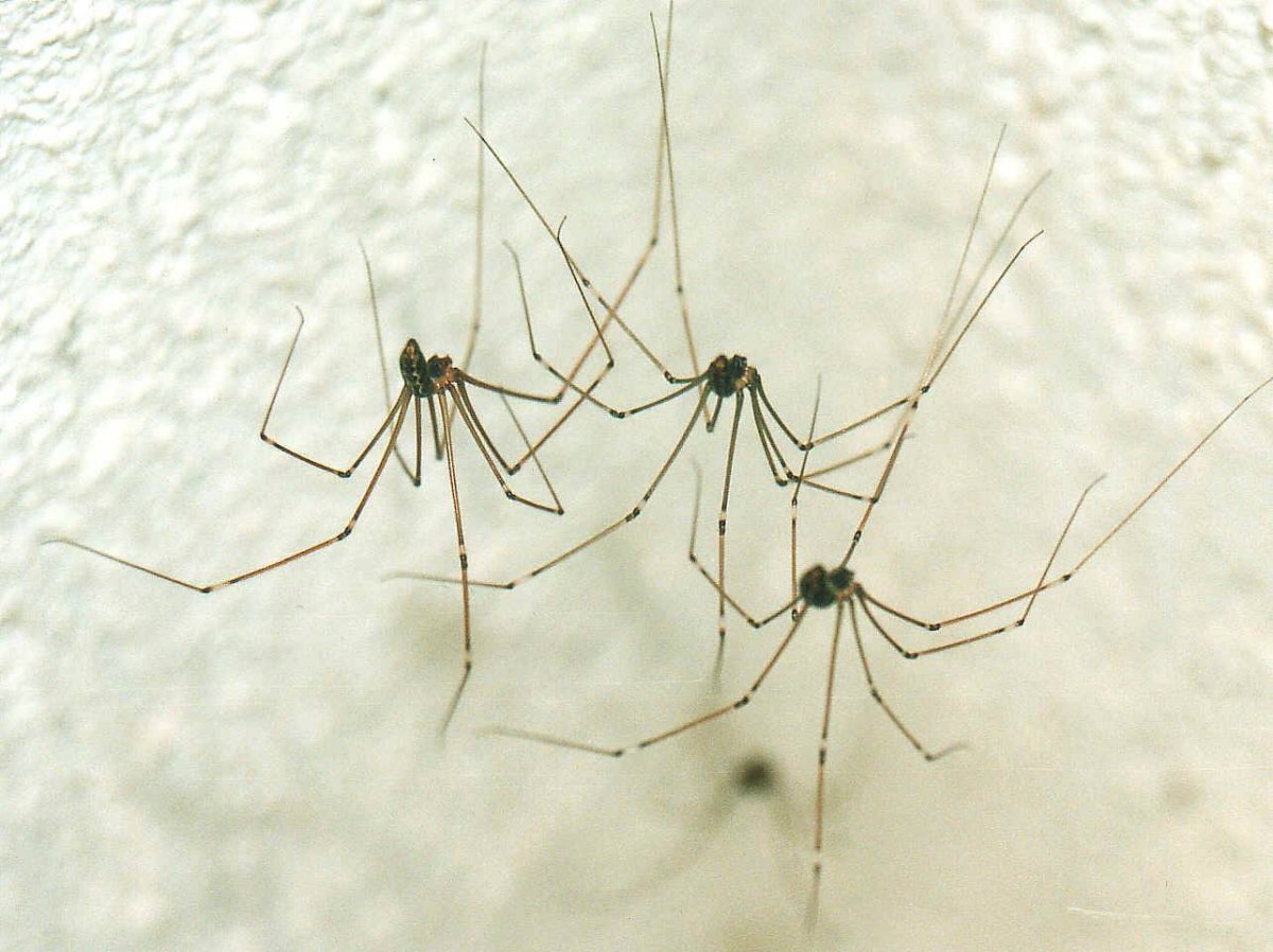 Фаланговидный фолькус (Pholcus phalangioides)