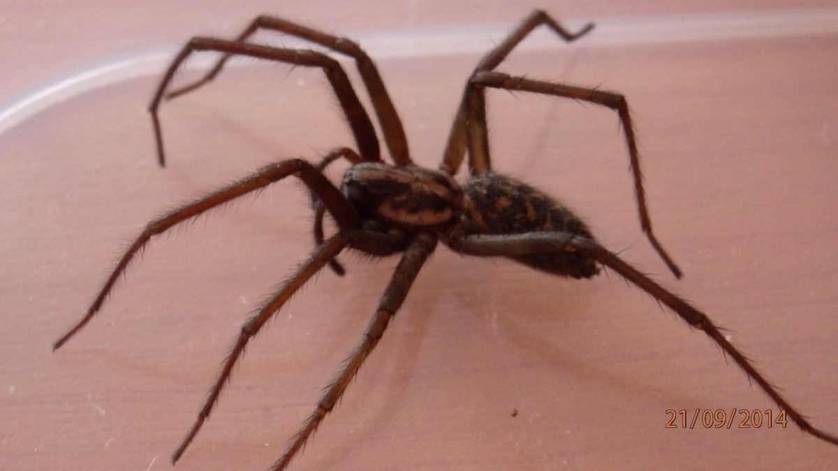 Паук сенокосец