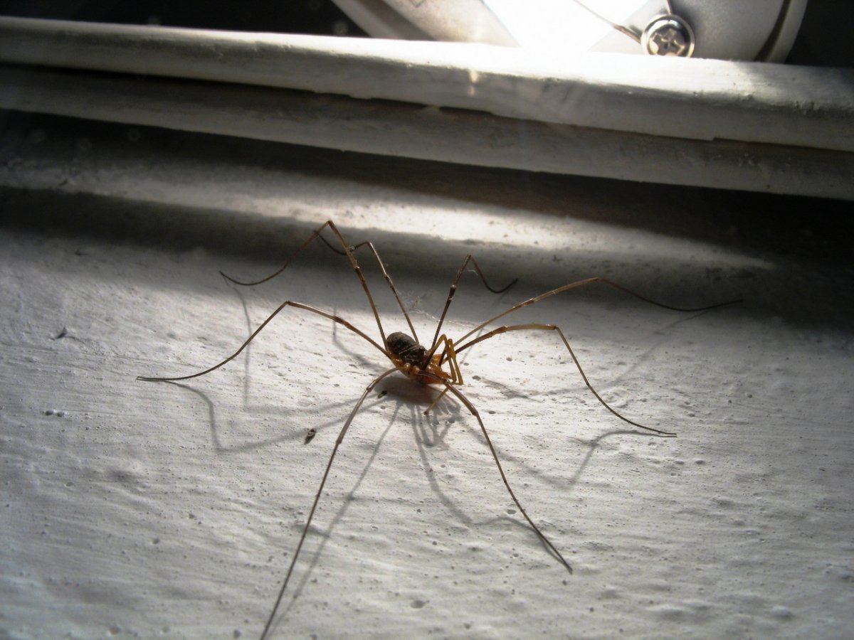 Сенокосец обыкновенный