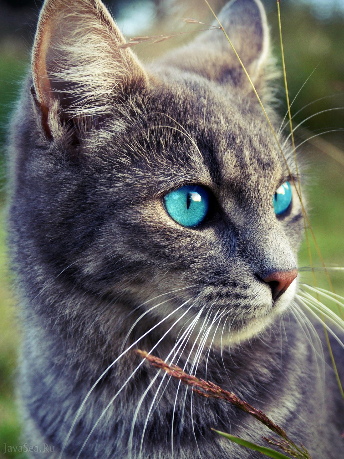 Серые коты с голубыми глазами