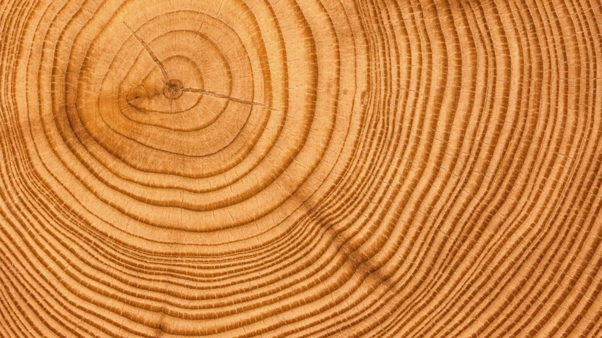 Срез дуба продольный