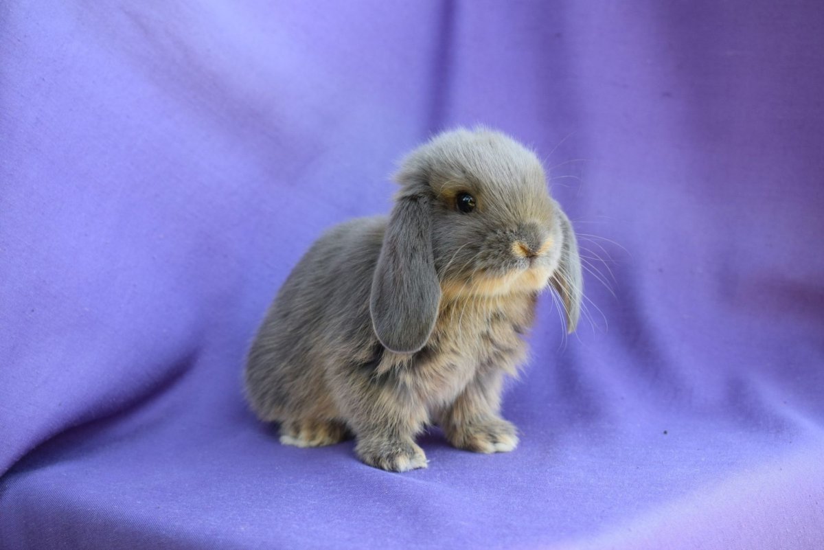 Карликовый баран вислоухий кролик Минилоп