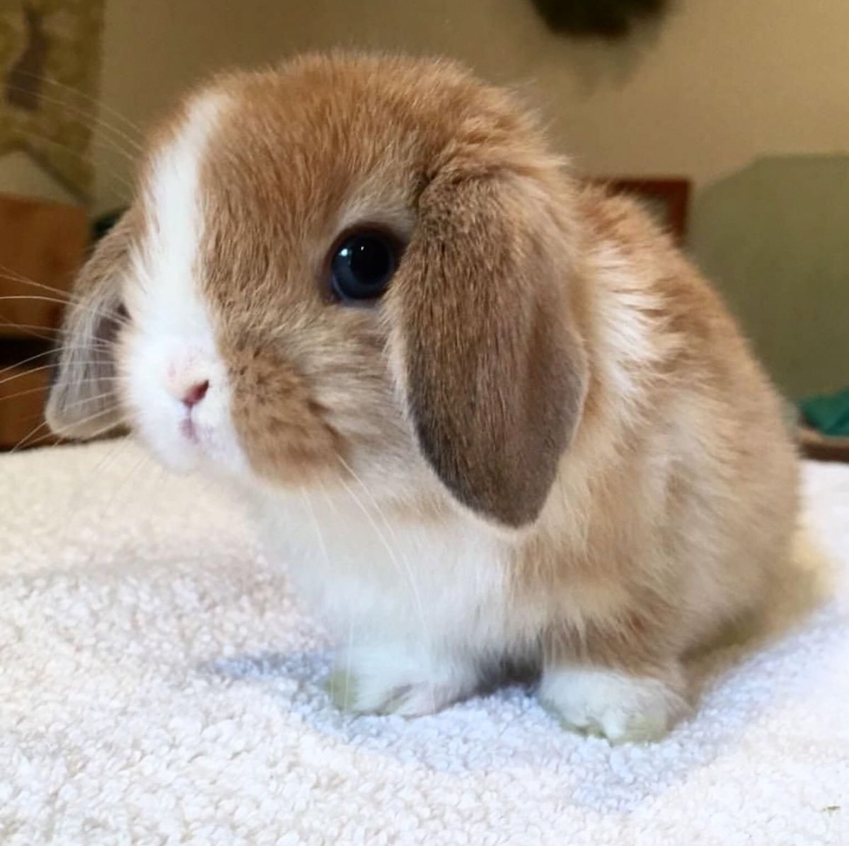 Кролик порода Mini lop