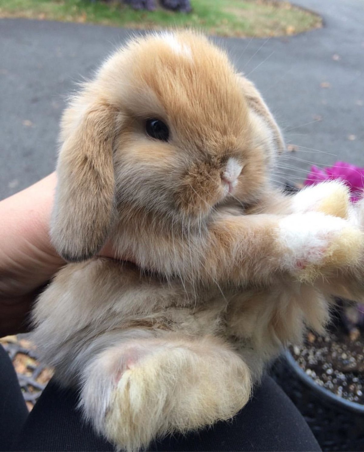 Вислоухий кролик Минилоп