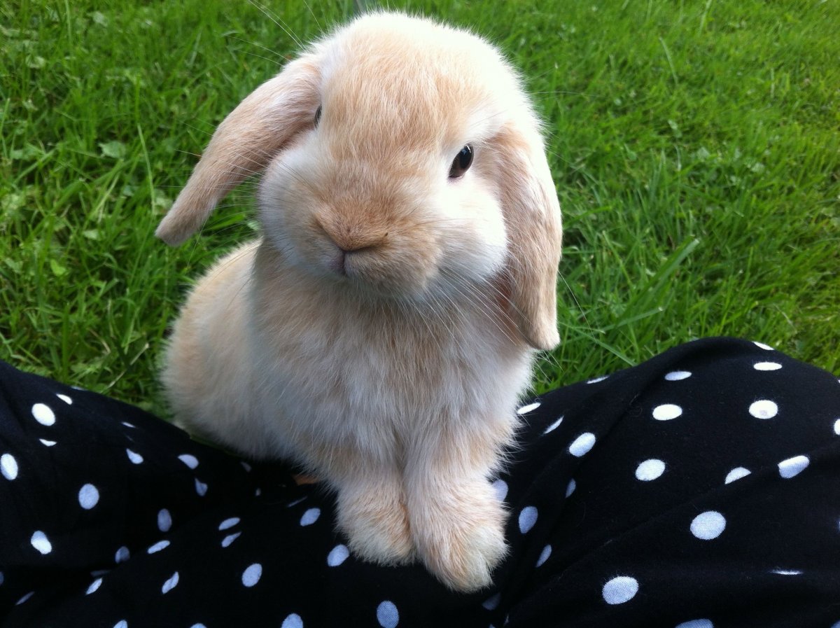 Кролик минилоп