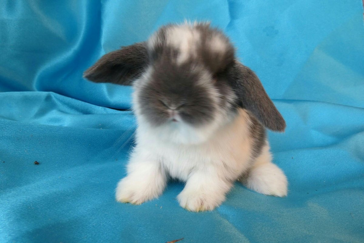 Недовольный кролик