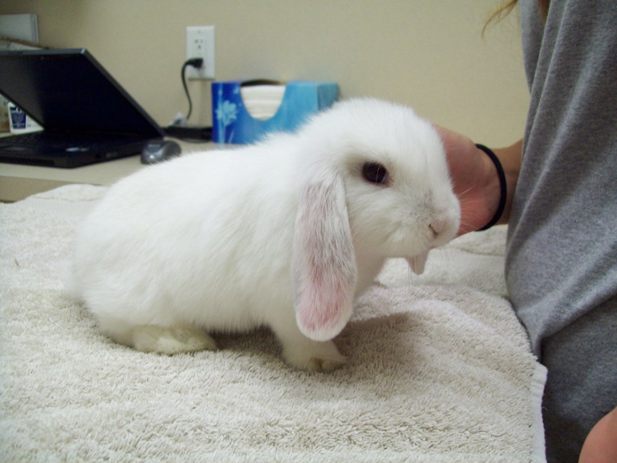 Польский кролик карликовый заяц