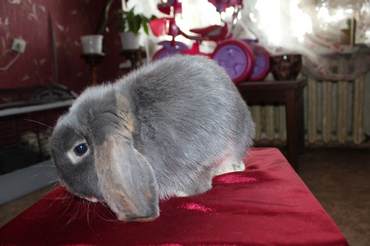 Кролик вислоухий баран львиноголовый