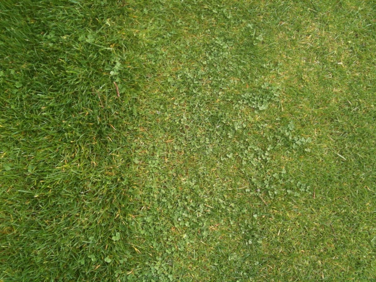 Текстура травы для блендера