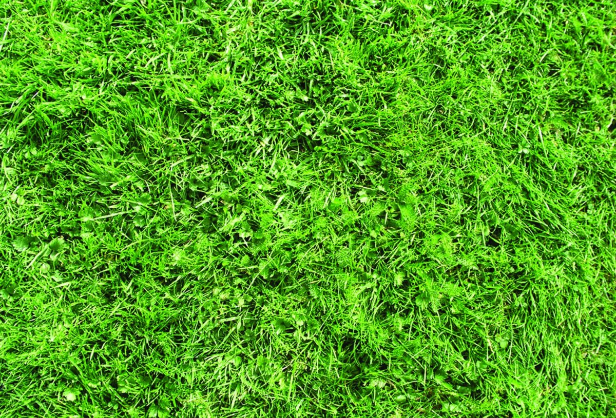 Текстура трава архикад