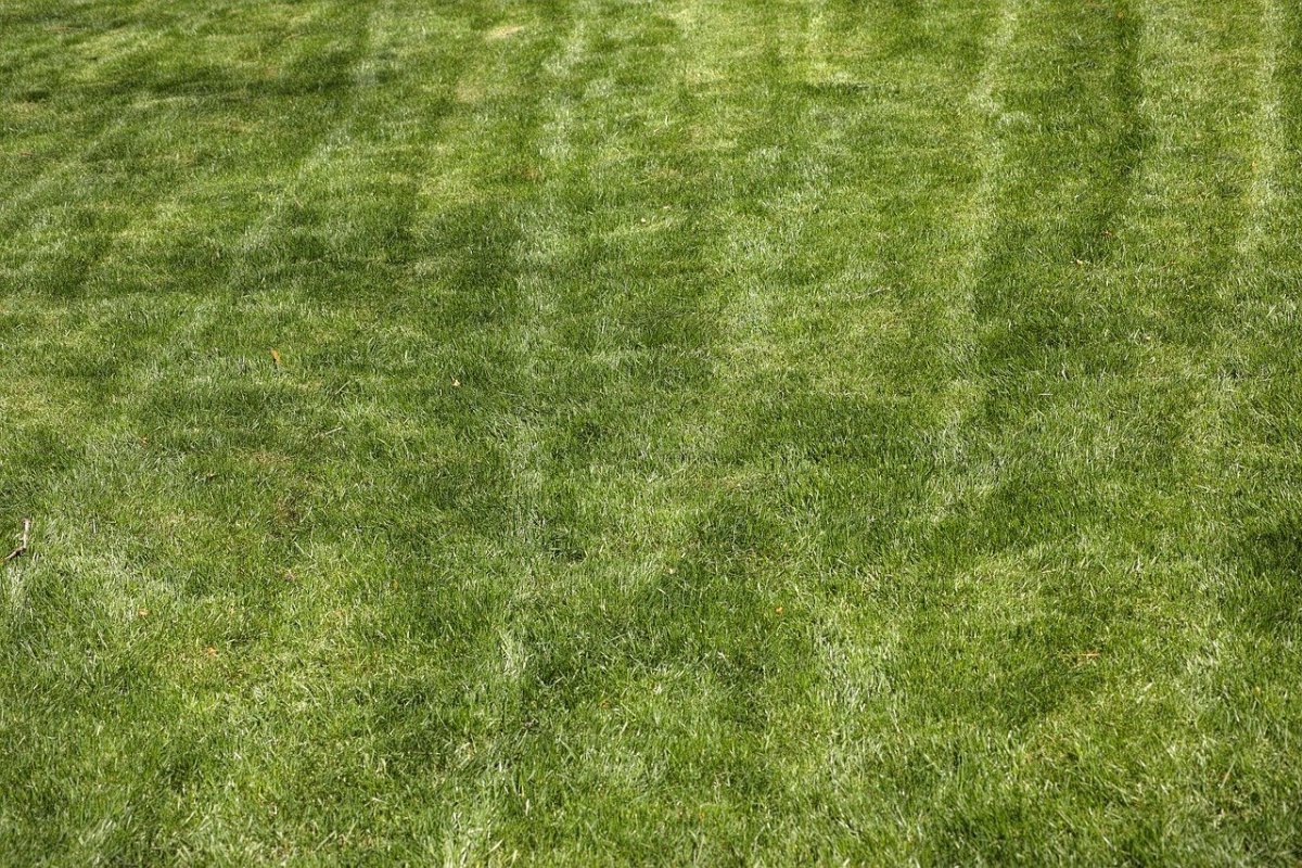 Текстура травы для 3d Max 4к