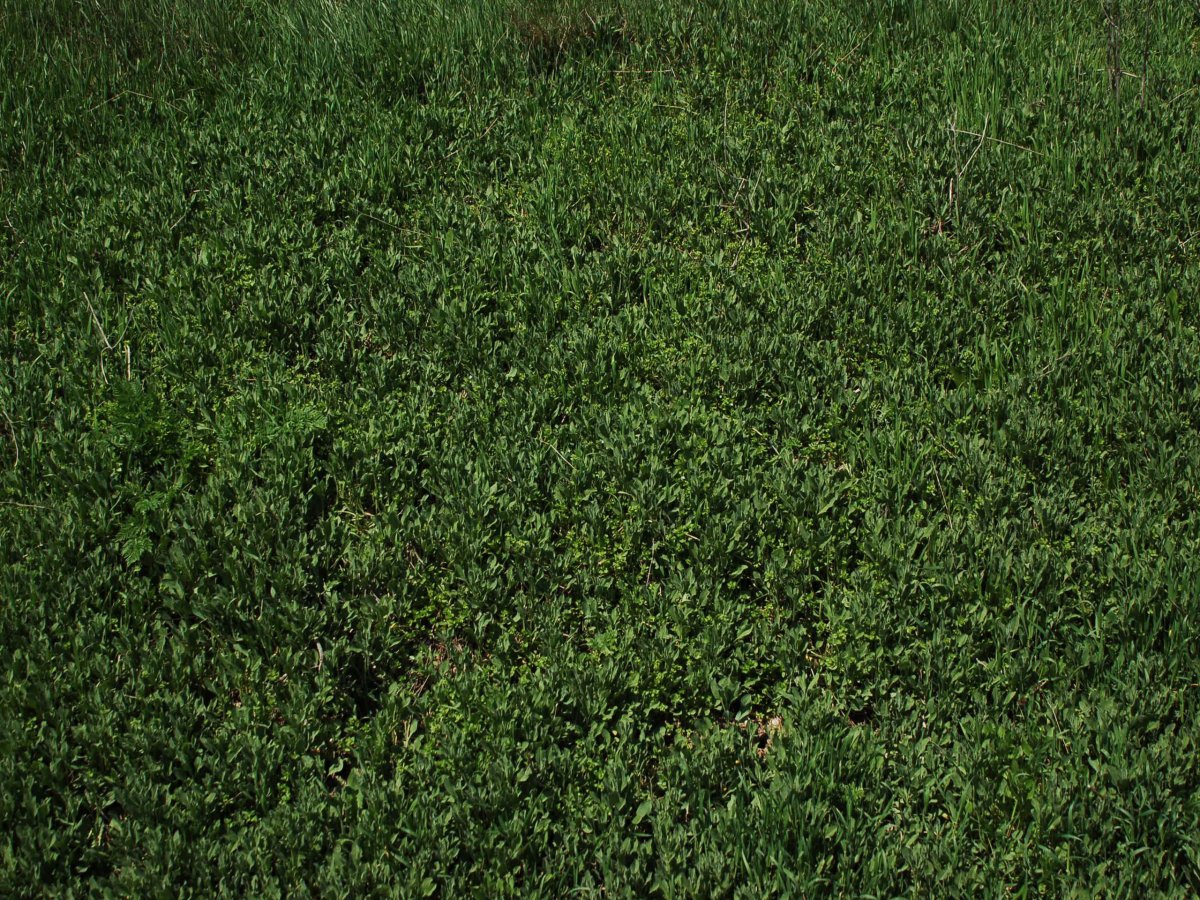 Текстура травы для блендера