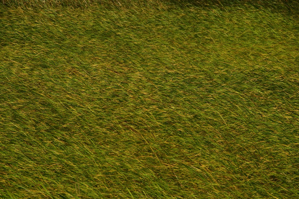 Текстура травы для генплана