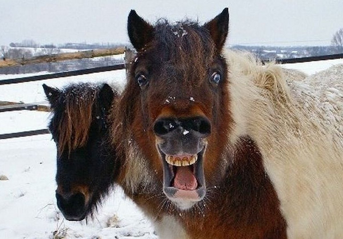 Смешные лошади