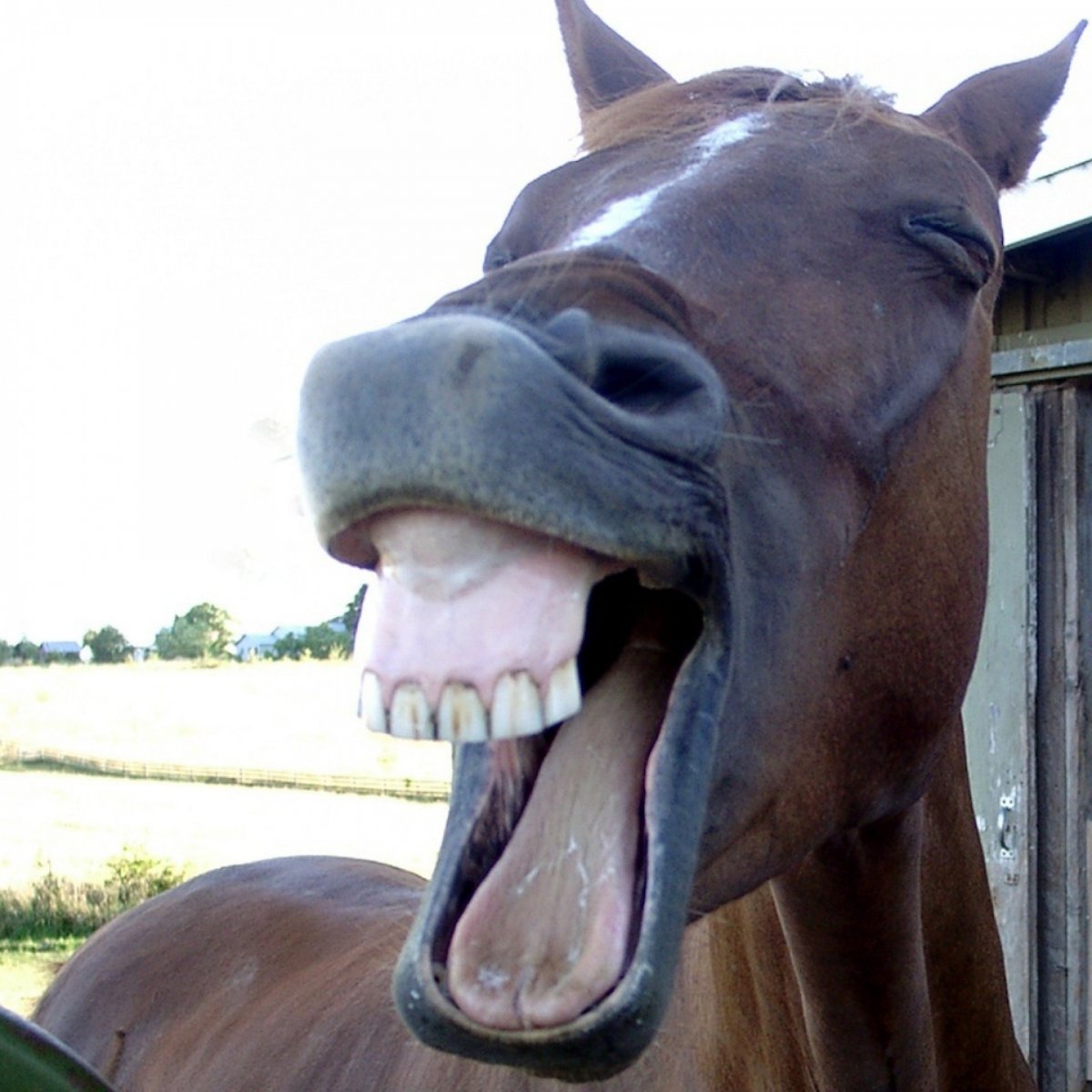 Лошадь в акваланге