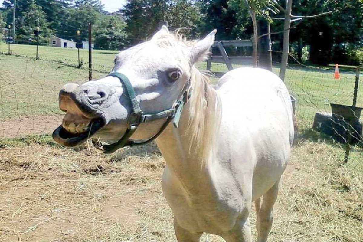 Смешные лошади