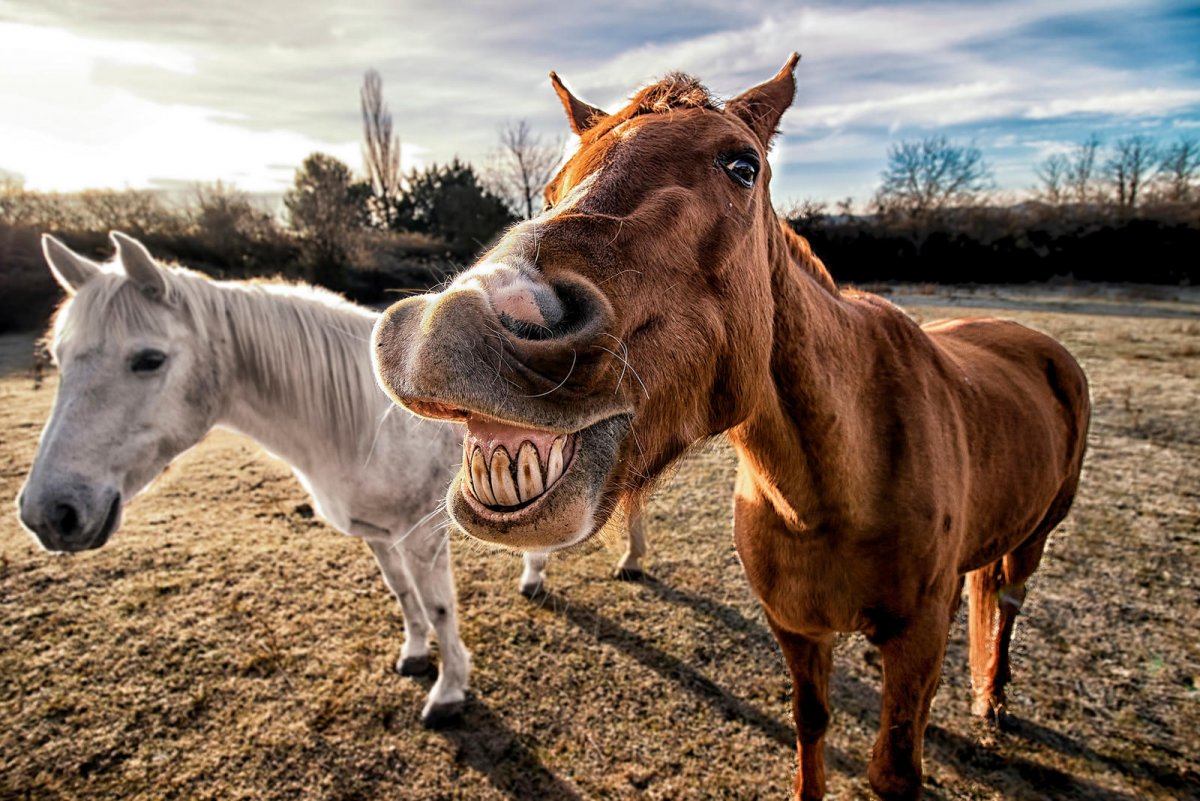 Довольная лошадь