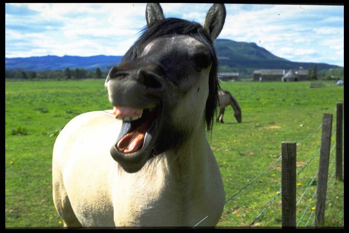 Конь улыбается с зубами